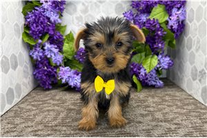 Oliver - Yorkshire Terrier - Yorkie for sale