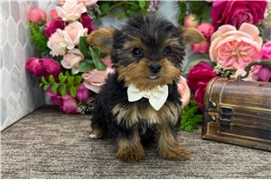 Mateo - Yorkshire Terrier - Yorkie for sale