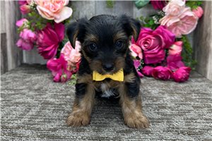 Victor - Yorkshire Terrier - Yorkie for sale