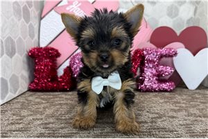 Elijah - Yorkshire Terrier - Yorkie for sale