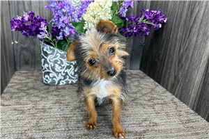 Francesca - Yorkshire Terrier - Yorkie for sale