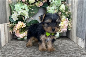 Nole - Yorkshire Terrier - Yorkie for sale
