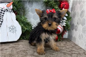 Rosa - Yorkshire Terrier - Yorkie for sale
