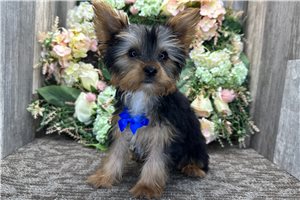 Newton - Yorkshire Terrier - Yorkie for sale