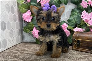 Lily - Yorkshire Terrier - Yorkie for sale