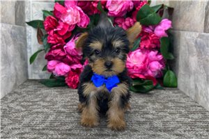 Malcolm - Yorkshire Terrier - Yorkie for sale