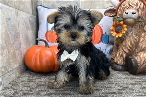 Seamus - puppy for sale