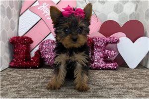 Catalina - Yorkshire Terrier - Yorkie for sale