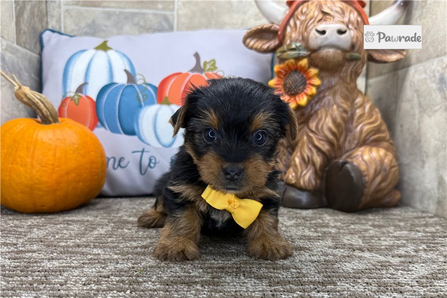 Hickory - Yorkshire Terrier for sale
