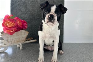 Gabrielle - Boston Terrier for sale