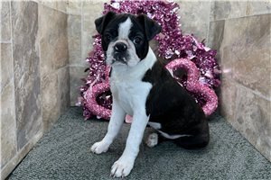 Gabrielle - Boston Terrier for sale