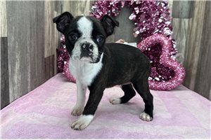 Gypsy - puppy for sale