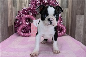 Gavin - puppy for sale