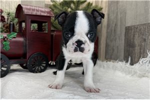 Gracie - puppy for sale