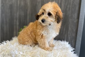 Eunice - puppy for sale