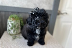 Eleanor - puppy for sale