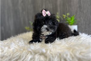 Eva - puppy for sale