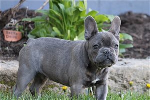 Colter - French Bulldog for sale