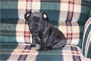 Calamity - puppy for sale