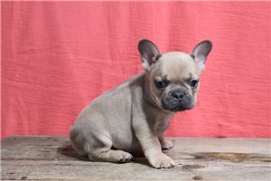 Cruz - puppy for sale