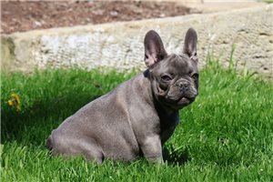 Cecelia - puppy for sale