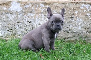 Cleo - puppy for sale