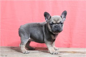 Crystal - puppy for sale
