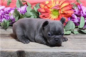 Callie - puppy for sale