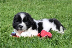 Greta - puppy for sale