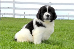 Gideon - puppy for sale