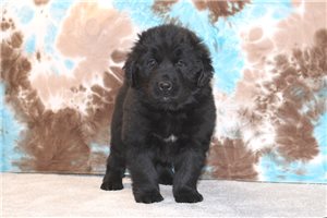 Fern - puppy for sale
