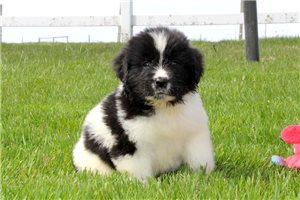 Garrison - puppy for sale