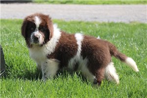 Gustav - puppy for sale