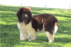 Soroya - puppy for sale