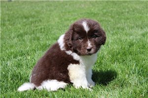 Gracelyn - puppy for sale