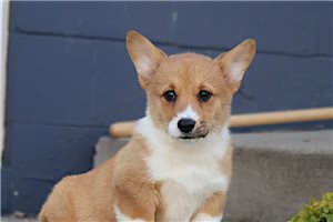 Bella - puppy for sale