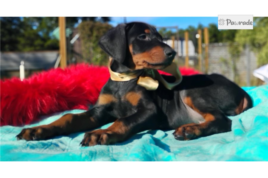 Halo - Doberman Pinscher for sale
