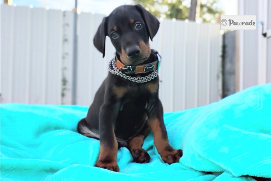 Matches, male Doberman Pinscher puppy for sale