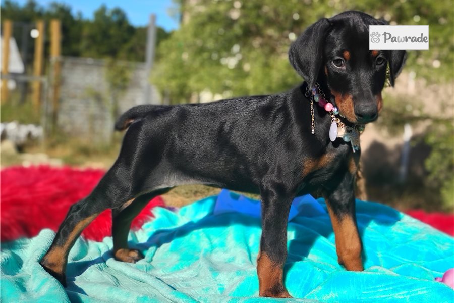 Shelly, female Doberman Pinscher puppy for sale