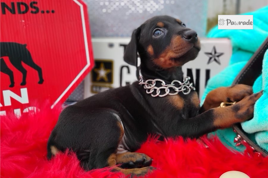 Mateo - Doberman Pinscher for sale