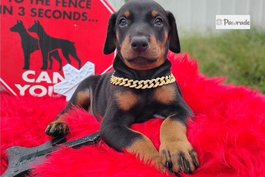 Pistol - Doberman Pinscher for sale