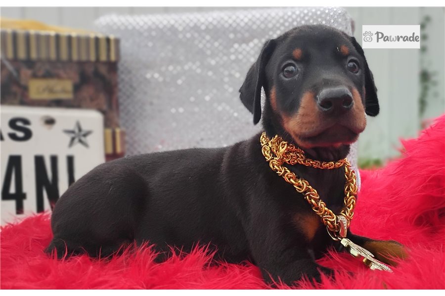 Morkel, male Doberman Pinscher puppy for sale