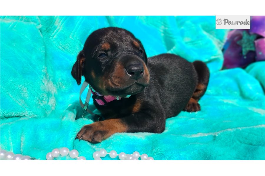 Peggie - Doberman Pinscher for sale
