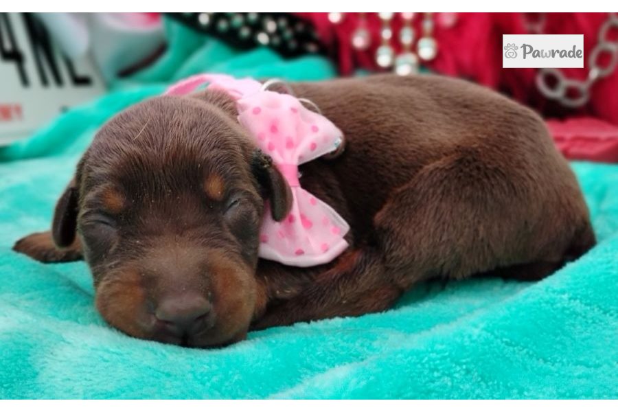 Patty, female Doberman Pinscher puppy for sale