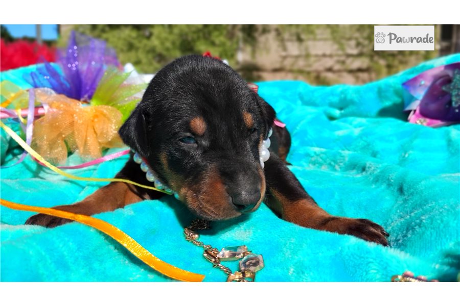 Pearl - Doberman Pinscher for sale