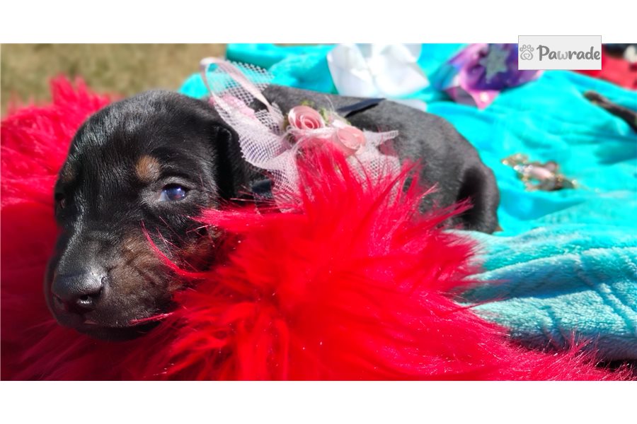 Peace - Doberman Pinscher for sale