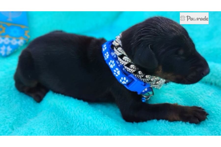 Paul - Doberman Pinscher for sale
