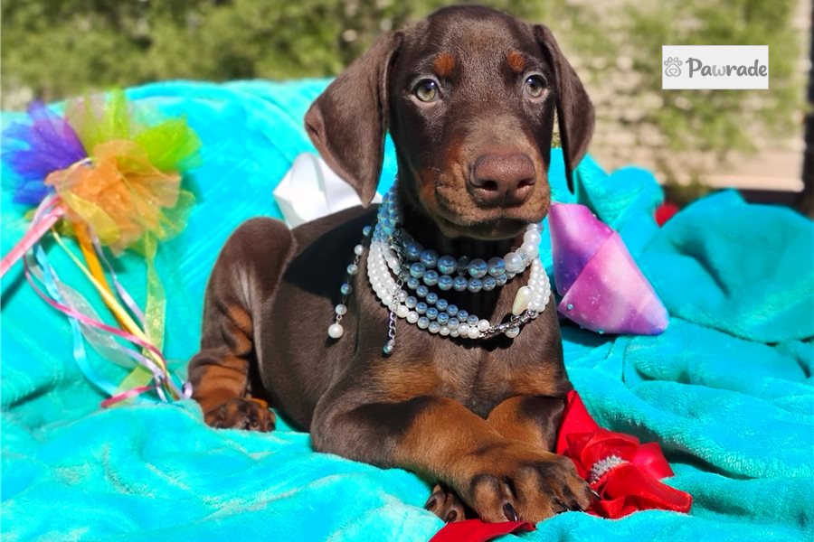 Matcha - Doberman Pinscher for sale