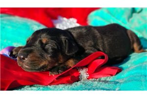 Raven - puppy for sale