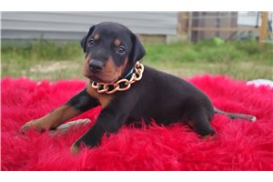 Matches - Doberman Pinscher for sale
